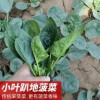 菠菜 红根菠菜 赤根菜 约400g 火锅食材 产地直供 新鲜蔬菜