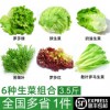 新鲜沙拉蔬菜组合6种3.5斤 苦菊球生菜绿叶红叶奶油生菜罗马生菜蔬菜西餐沙拉健身食材